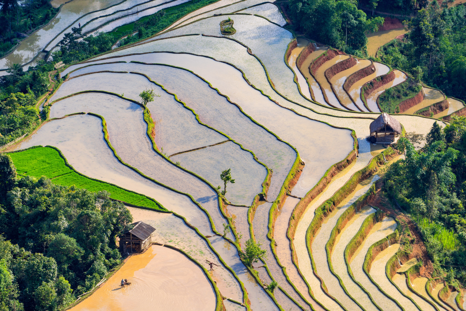 Rizières de Hoang Su Phi