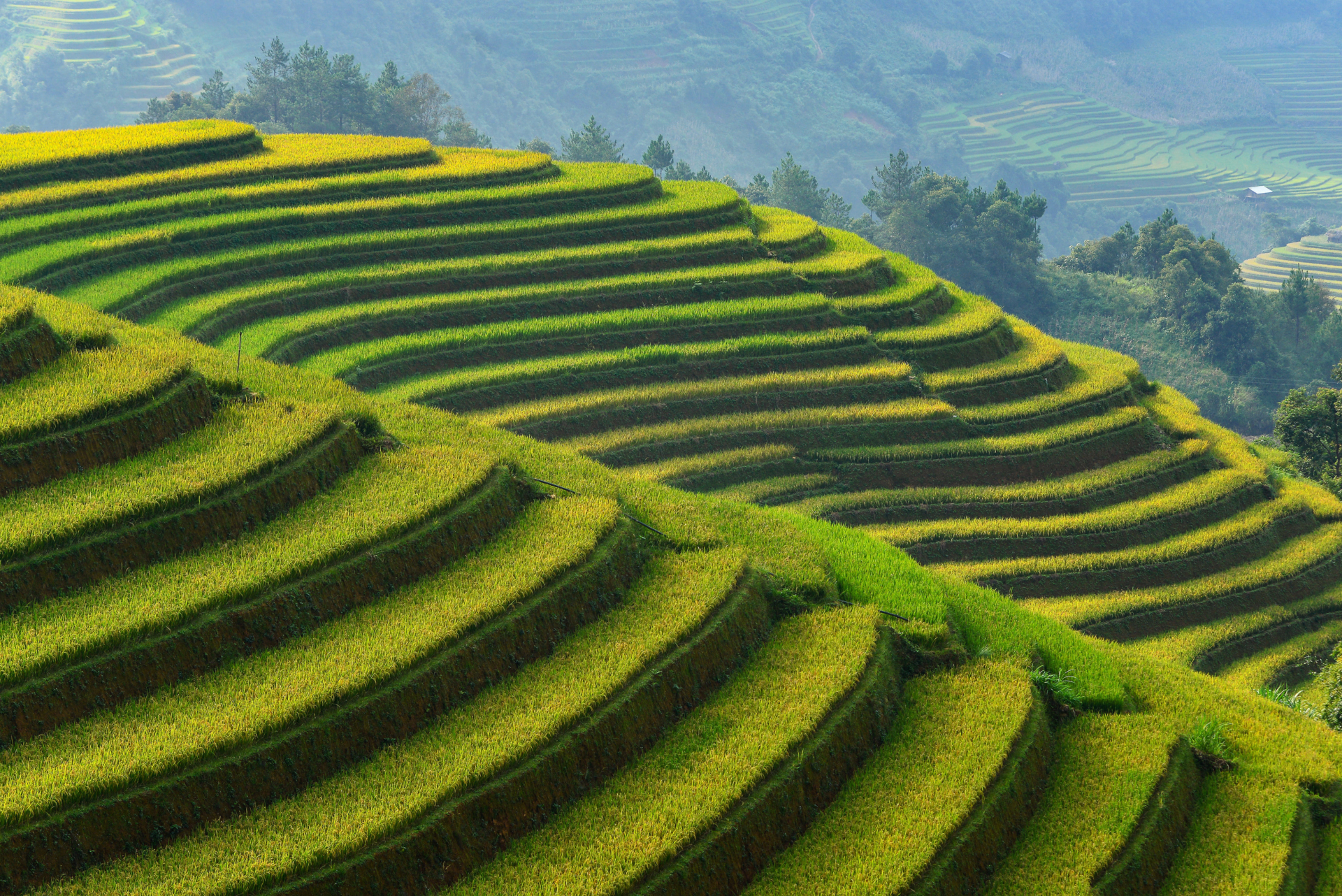 Lever de soleil sur les rizières, Vietnam