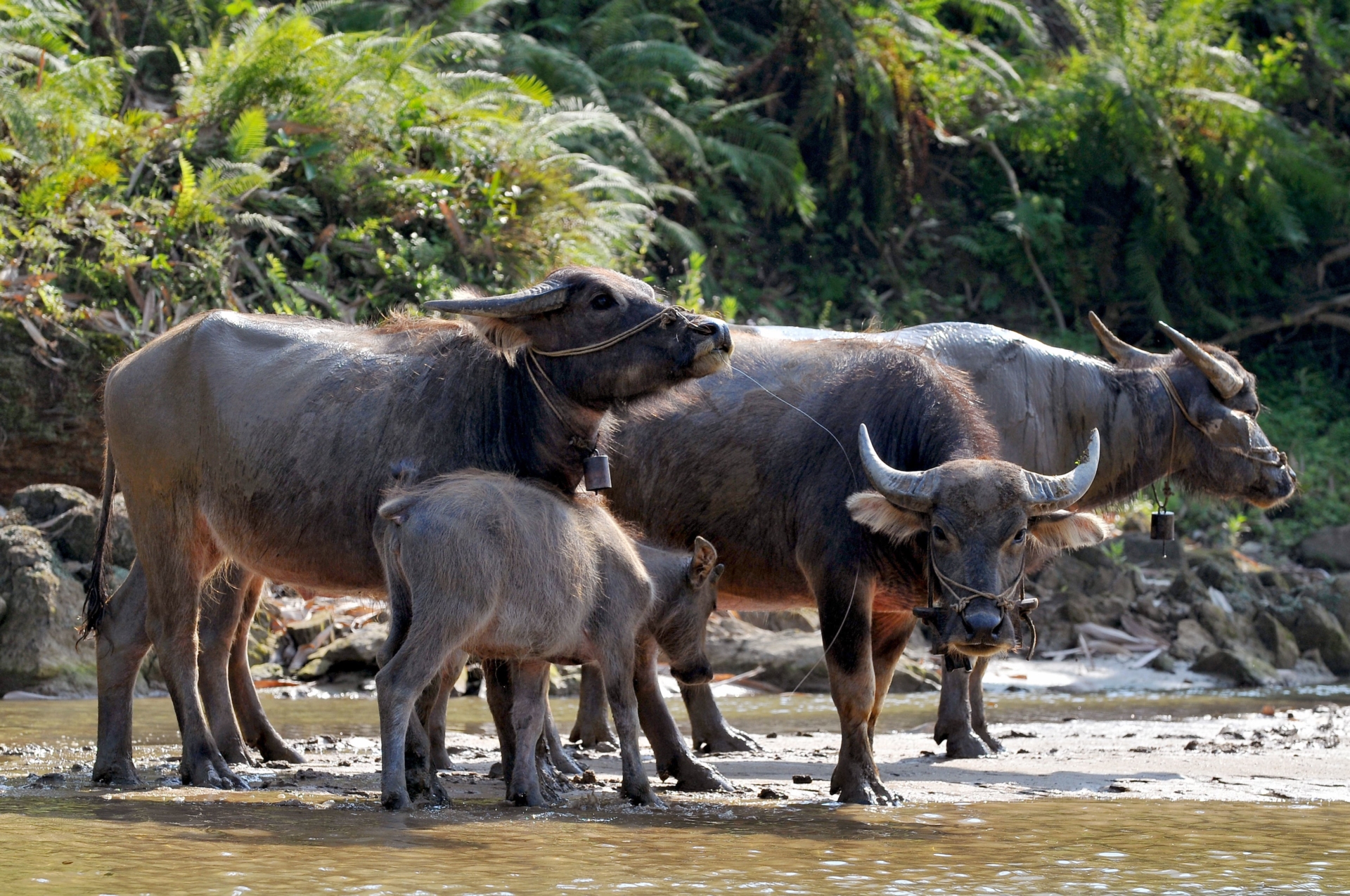 Buffles, Sapa