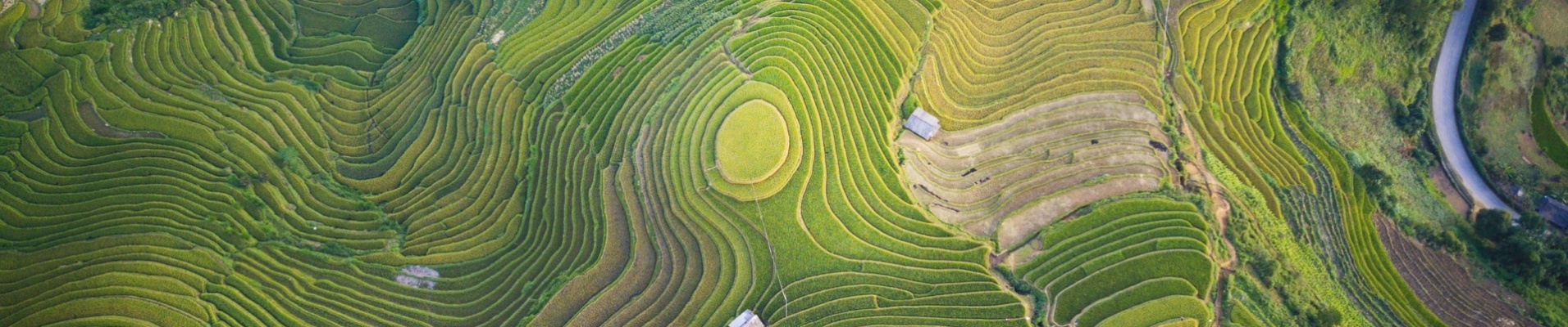 Vue aérienne des rizières, Vietnam