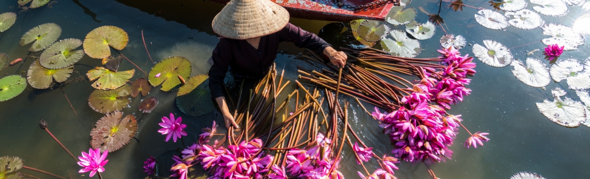 Récolte de lotus, Vietnam