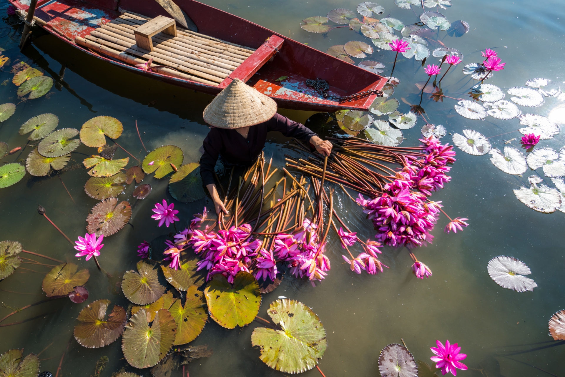 Récolte de lotus, Vietnam
