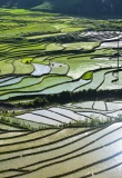 Rizières en eau à Sapa