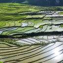 Rizières en eau à Sapa