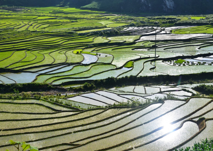 Rizières en eau à Sapa