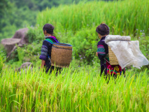 Hmongs dans les rizières, Vietnam