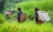 Hmongs dans les rizières, Vietnam