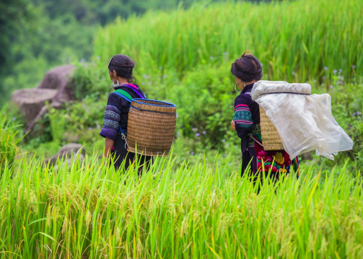Hmongs dans les rizières, Vietnam