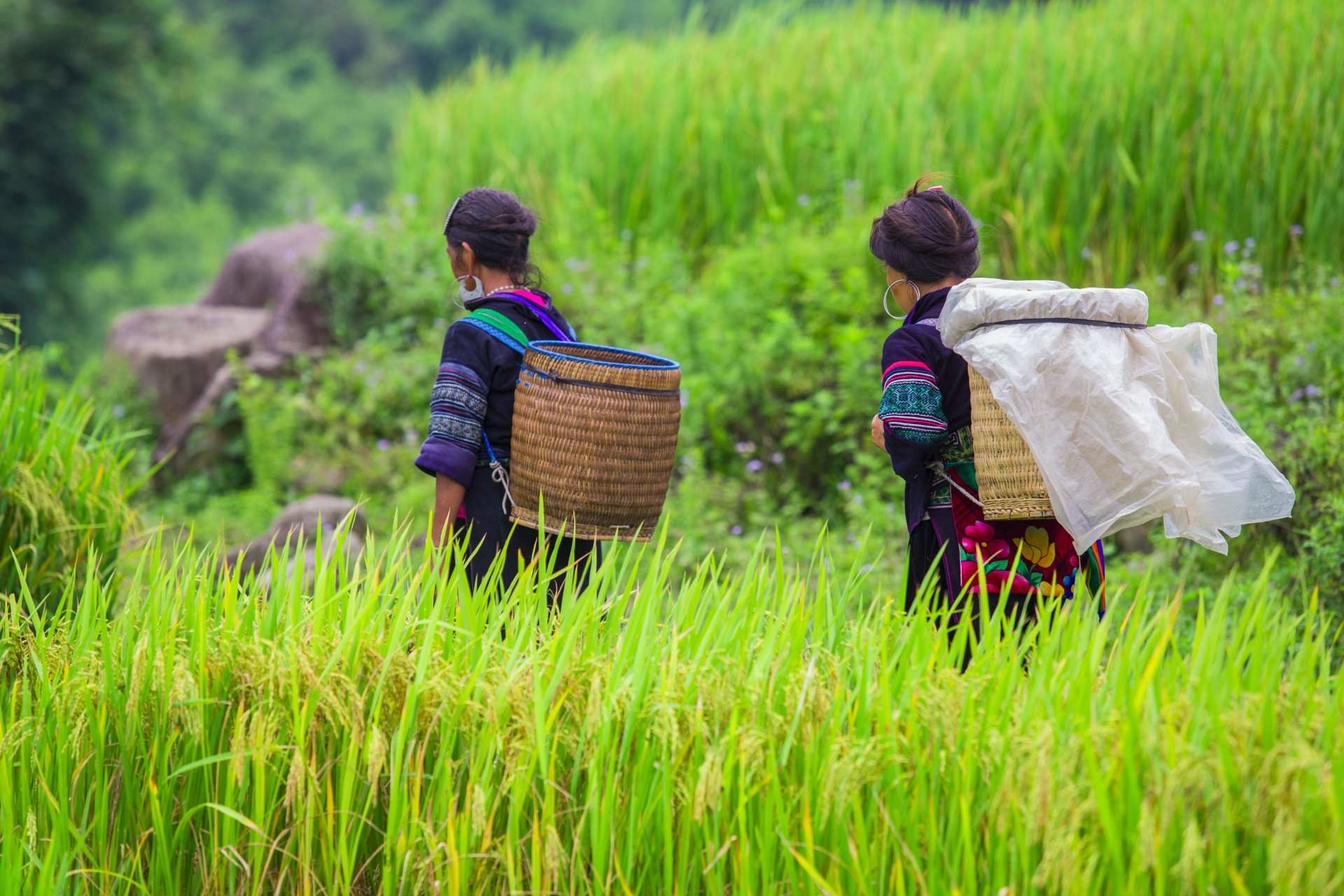 Hmongs dans les rizières, Vietnam