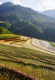 Rizieres en terraces, montagnes du nord Vietnam