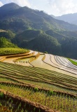 Rizieres en terraces, montagnes du nord Vietnam