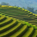 Lever de soleil sur les rizières, Vietnam