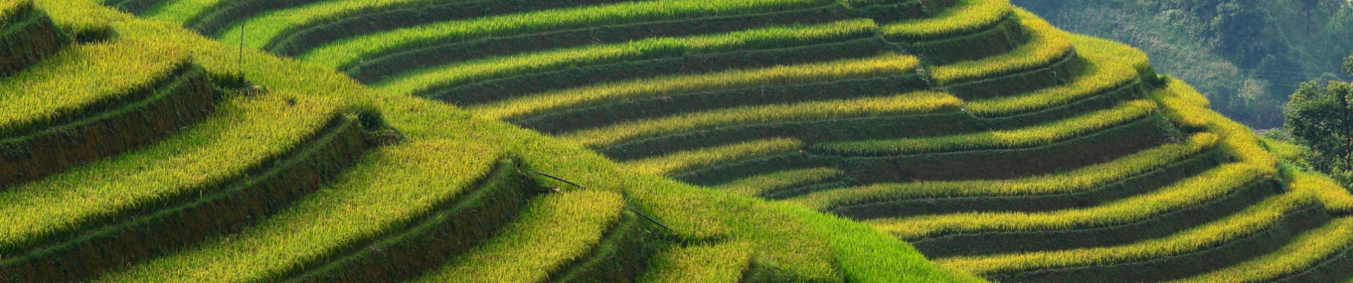 Lever de soleil sur les rizières, Vietnam