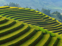 Lever de soleil sur les rizières, Vietnam