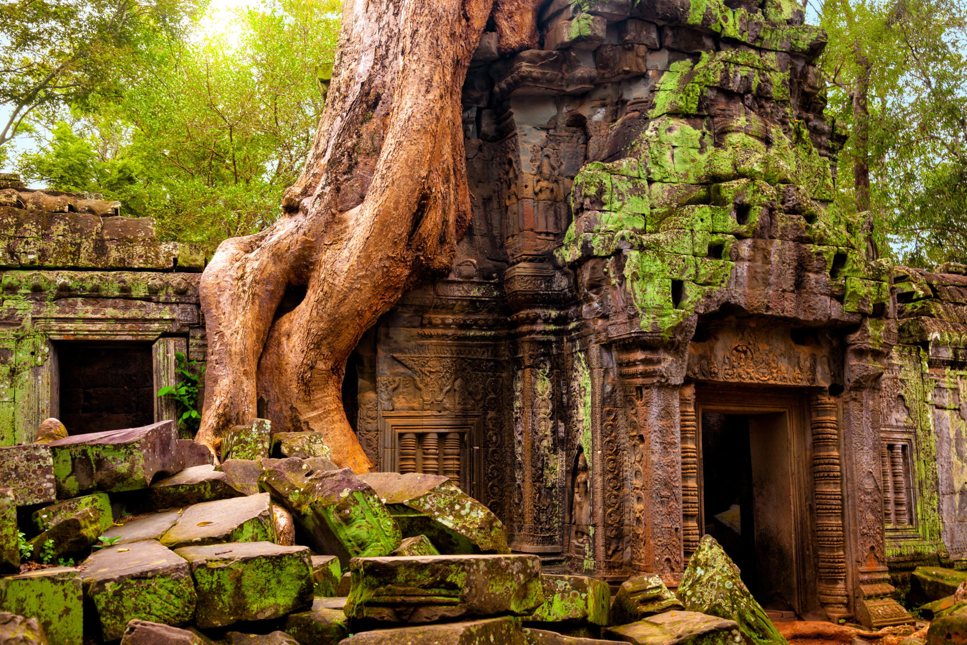 Arbre et temple à Angkor Vat, Cambodge