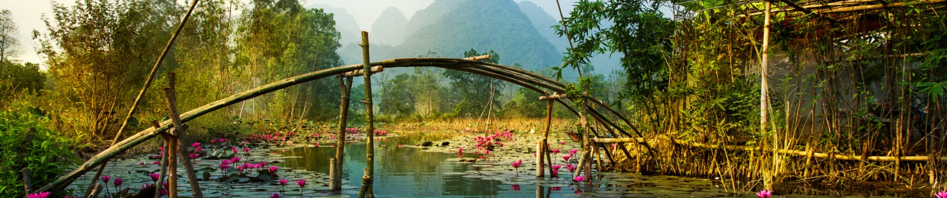 Lotus sur la rivière Yen, Vietnam