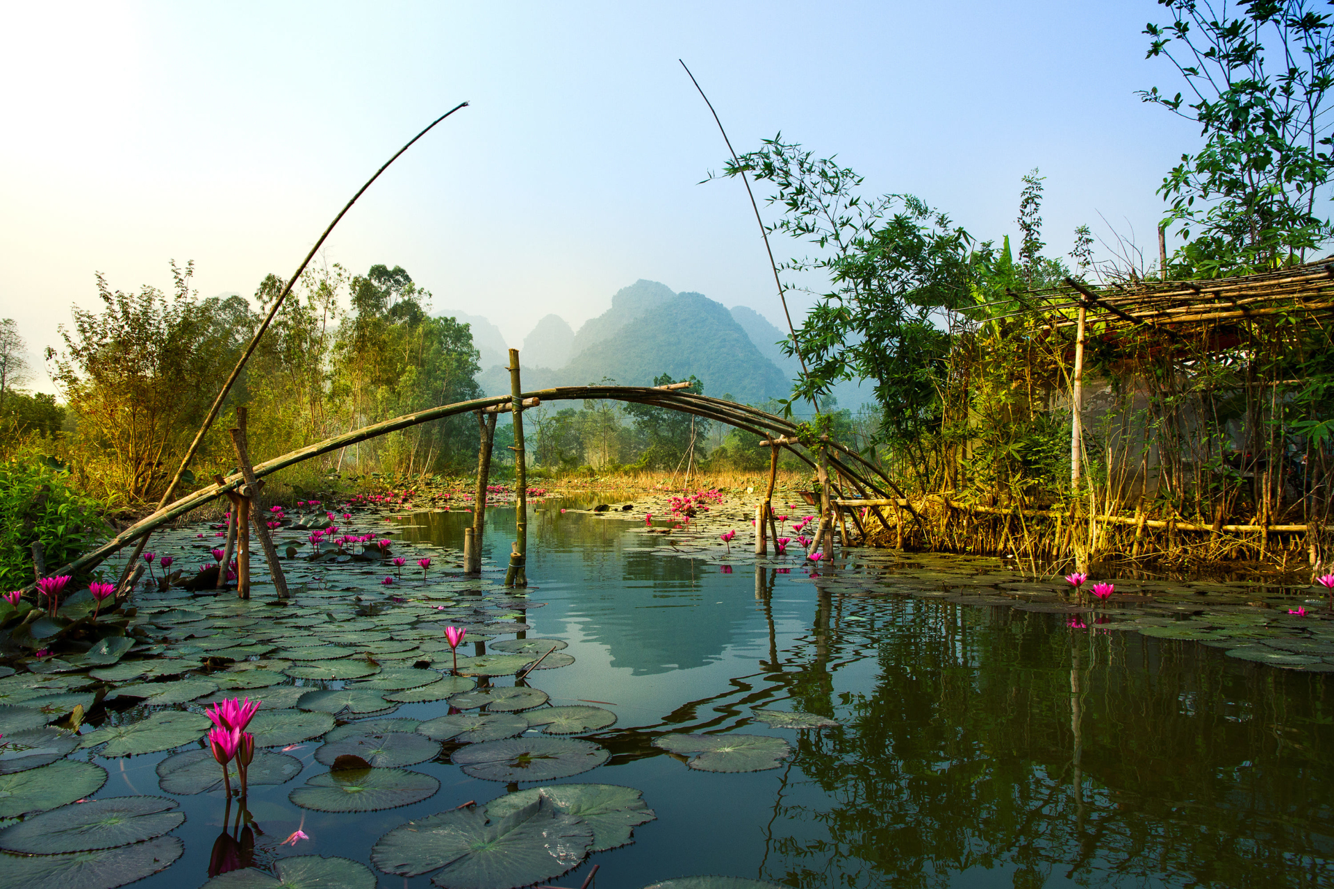 Lotus sur la rivière Yen, Vietnam