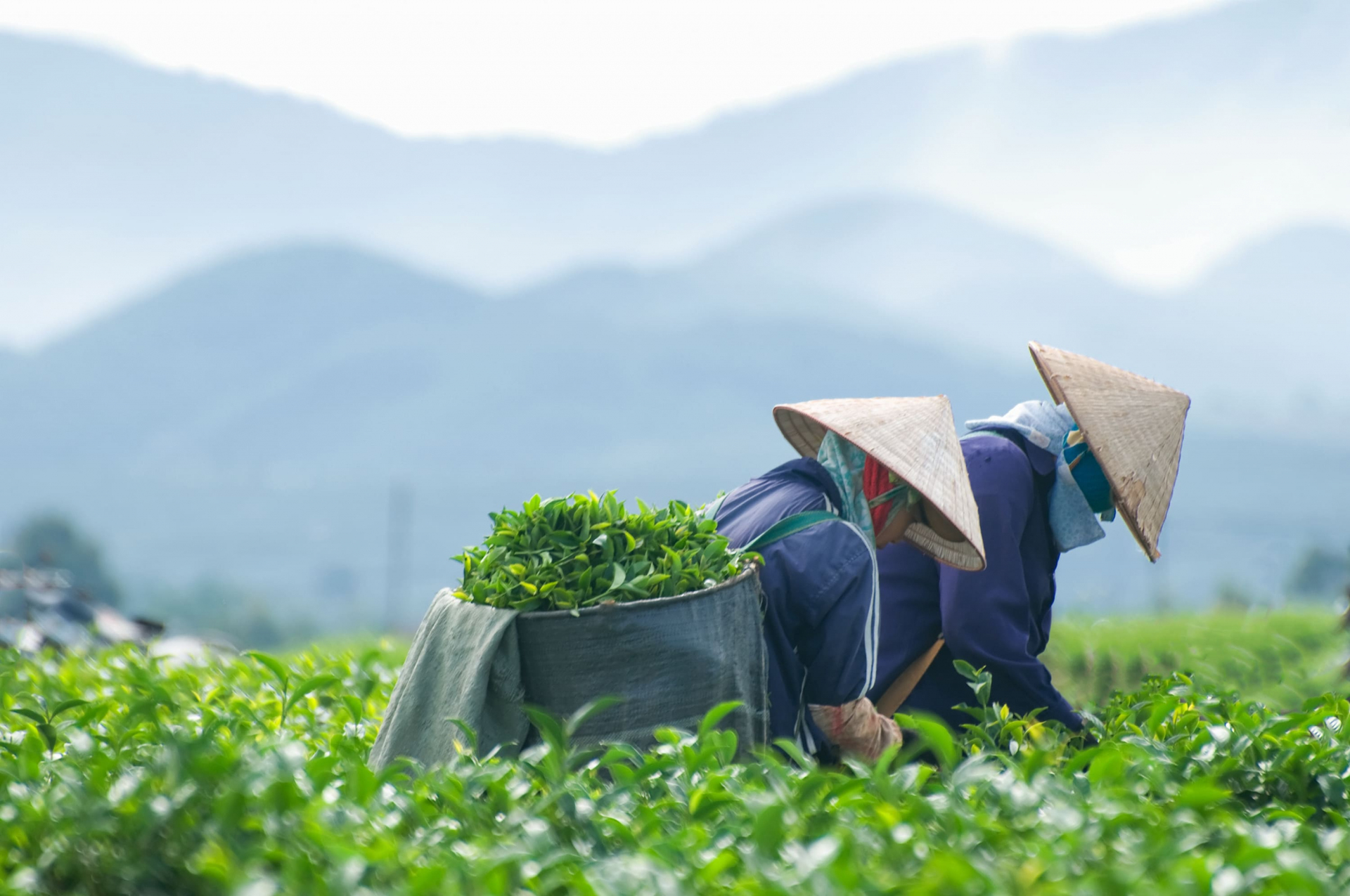 plantation-dalat
