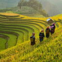 mucangchai-vietnam